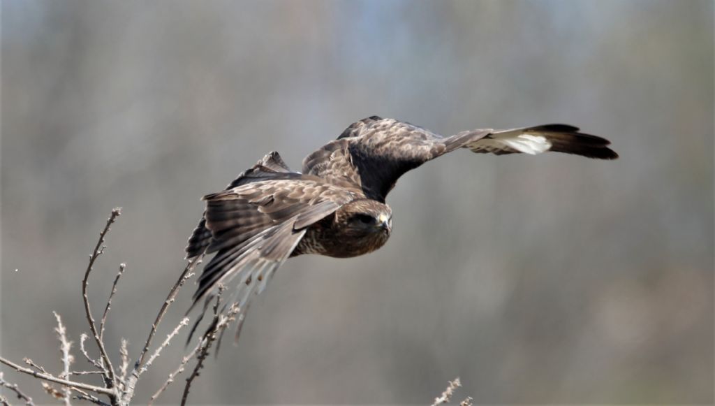 Poiana: caccia riuscita e Luscengola catturata